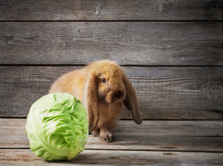 funny rabbit with cabbage on wooden backgroundの写真素材