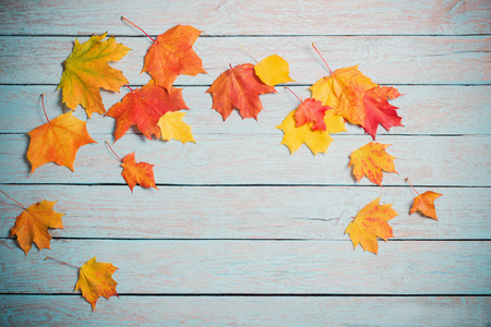maple leaves on blue wooden backgroundの写真素材
