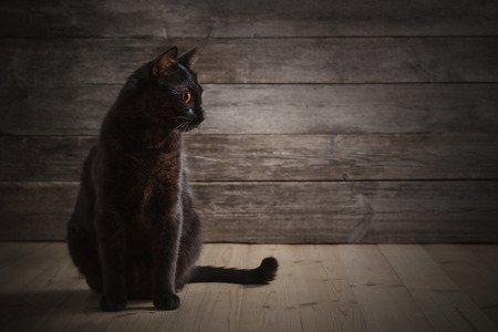 black cat on wooden backgroundの写真素材