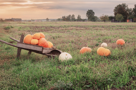 pumpkins outdoorの写真素材