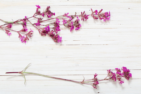 pink flowers on white wooden backgroundの写真素材