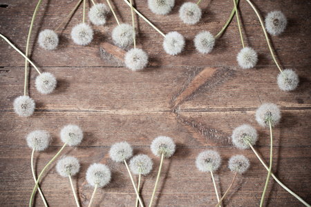 dandelions on a aged wooden backgroundの写真素材