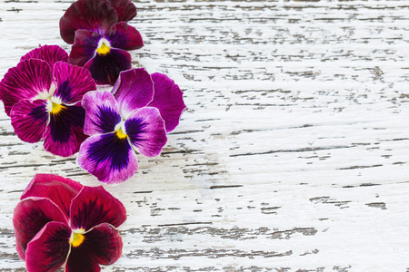 violet flowers on old wooden backgroundの写真素材