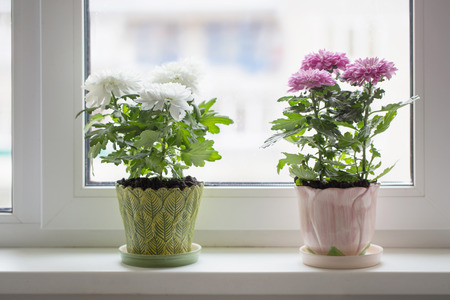 chrysanthemum in pot on window sillの写真素材