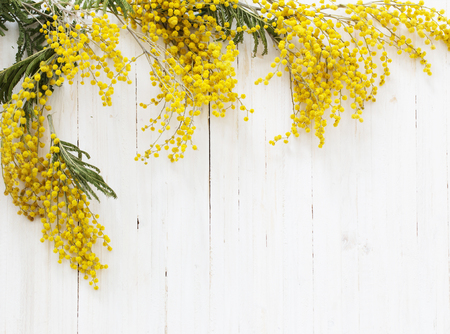 Mimosa on white wooden backgroundの写真素材