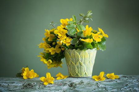 Still life with yellow spring flowersの写真素材