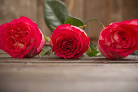 roses on wooden backgroundの写真素材