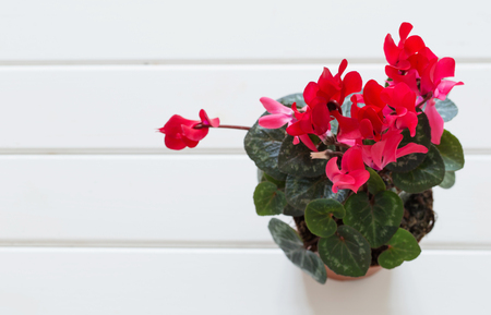 red cyclamen on wooden backgroundの写真素材