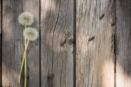 dandelion on a aged wooden backgroundの写真素材