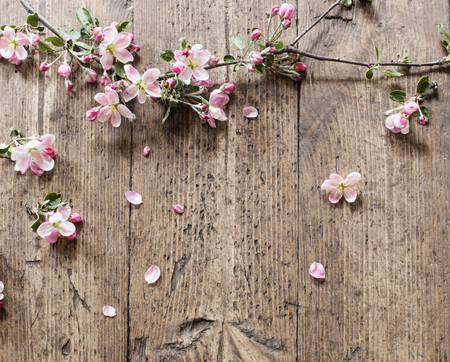apple flowers on wooden backgroundの写真素材