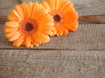 gerbera flowers on wooden backgroundの写真素材