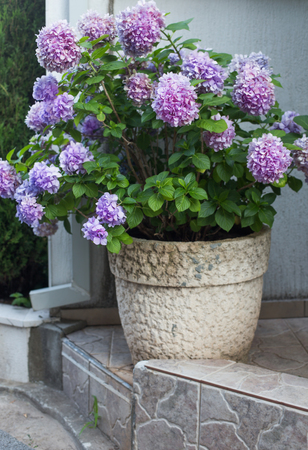 hydrangea in pot outdoorの写真素材