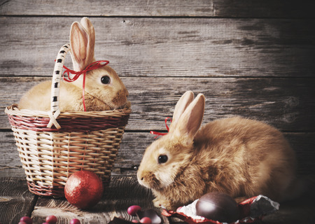rabbits with chocolate eggs on wooden backgroundの写真素材