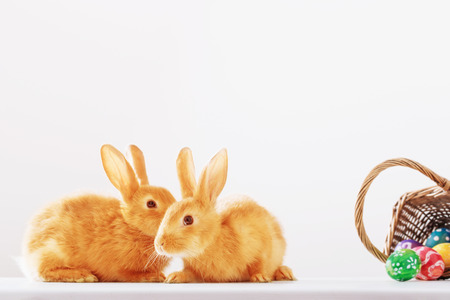 rabbits with Easter eggs on white backgroundの写真素材