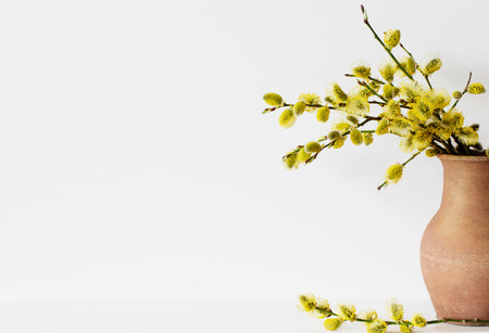 Branches of the pussy willow with flowering bud in vase with water on white backgroundの写真素材