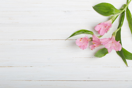 Alstroemeria flowers on white wooden backgroundの写真素材