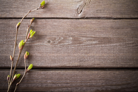 young leaves on a wooden backgroundの写真素材