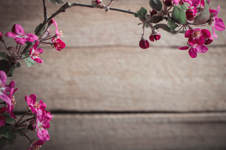 apple flowers on wooden backgroundの写真素材