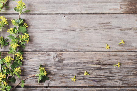 spring branch on wooden backgroundの写真素材