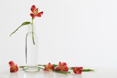 Alstroemeria flowers in vase on tableの写真素材