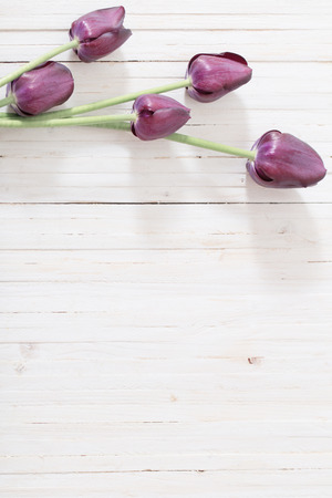beautiful tulips on wooden backgroundの写真素材