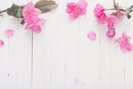 apple flowers on wooden backgroundの写真素材