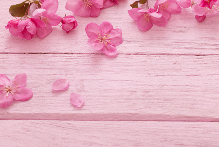 apple flowers on wooden backgroundの写真素材