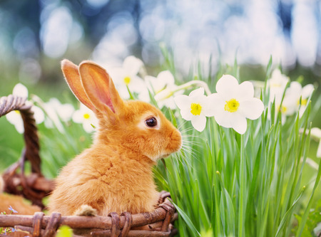 Little rabbit outdoorsの写真素材