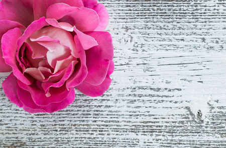 pink rose on white wooden backgroundの写真素材