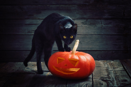 Halloween pumpkin and black cat on wooden backgroundの写真素材