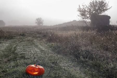 Halloween pumpkin outdoorの写真素材