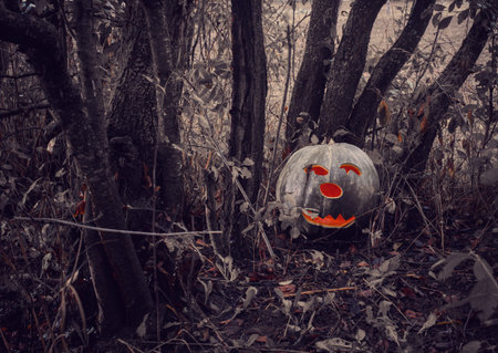 halloween pumpkin in a dark forestの写真素材