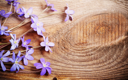 blue flowers on wooden backgroundの写真素材