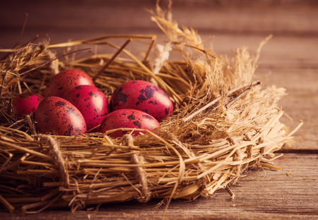 Easter egg in nest on rustic wooden backgroundの写真素材