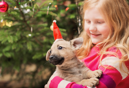 girl with little dog on background christmas treeの写真素材