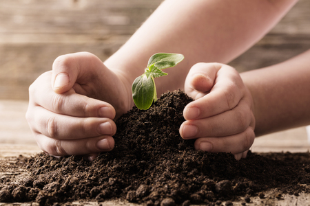 seedling in children's hands on wooden backgroundの写真素材