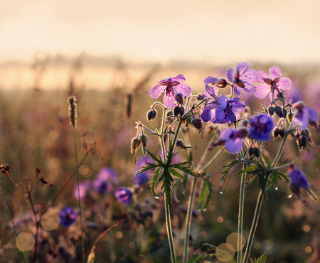 beautiful flowers in sunny lightの写真素材