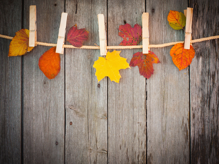 autumn leaves on wooden backgroundの写真素材