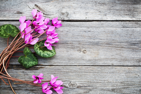 pink flowers on wooden backgroundの写真素材