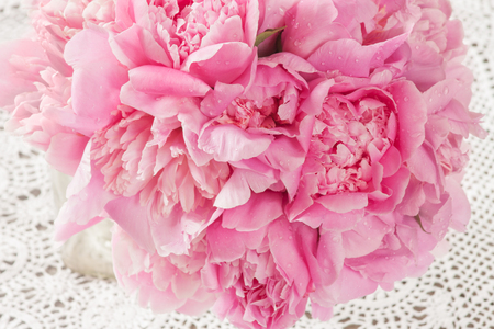 pink peonyの写真素材