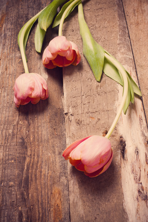 tulips on wooden backgroundの写真素材