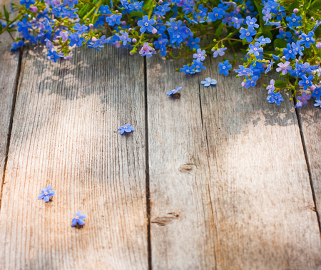blue flowers on wooden backgroundの写真素材