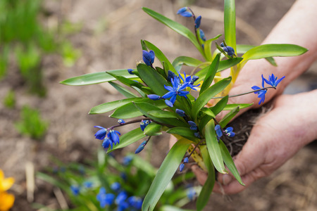Gardener hands planting flowers at gardenの写真素材