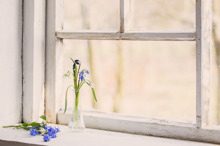 Blue snowdrop flowers in a  window in the springの写真素材