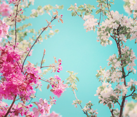 blossom apple trees on background skyの写真素材