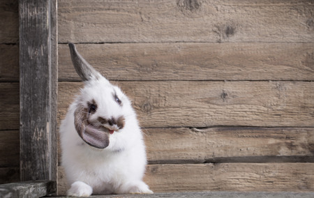 funny rabbit on wooden backgroundの写真素材