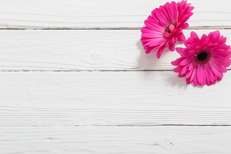 pink gerber on white wooden backgroundの写真素材
