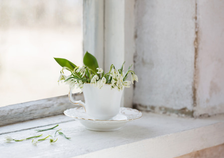 still life with white snowdropsの写真素材