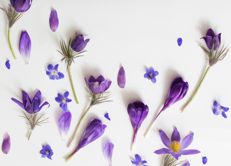 Spring violet flowers on a white backgroundの写真素材