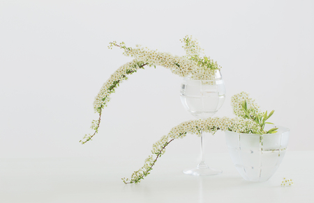 still life with spirea on white backgroundの写真素材